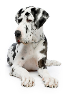 picture of a great dane 