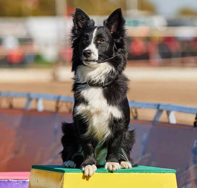 Intermediate Training