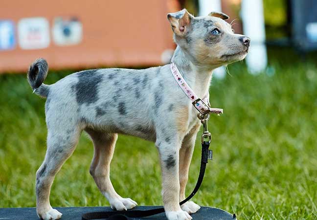 Puppy Classes
