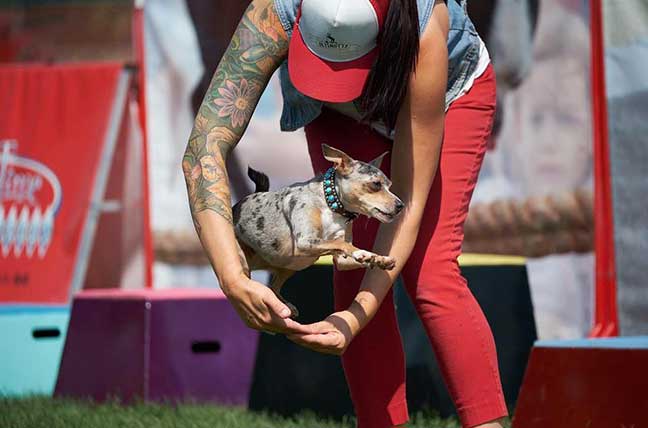 Ultimutts Trick Dog Class